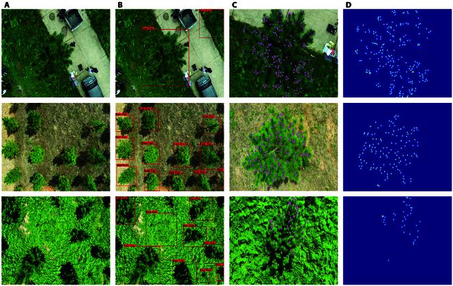 https://cdn.ncbi.nlm.nih.gov/pmc/blobs/6d81/11350603/87509c213ce0/plantphenomics.0228.fig.001.jpg