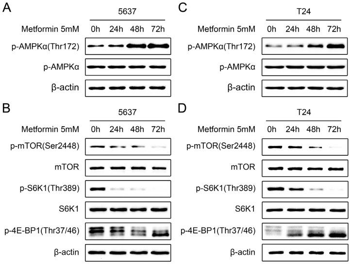 https://cdn.ncbi.nlm.nih.gov/pmc/blobs/6d81/3876131/b548eb81a791/ijms-14-24603f4.jpg