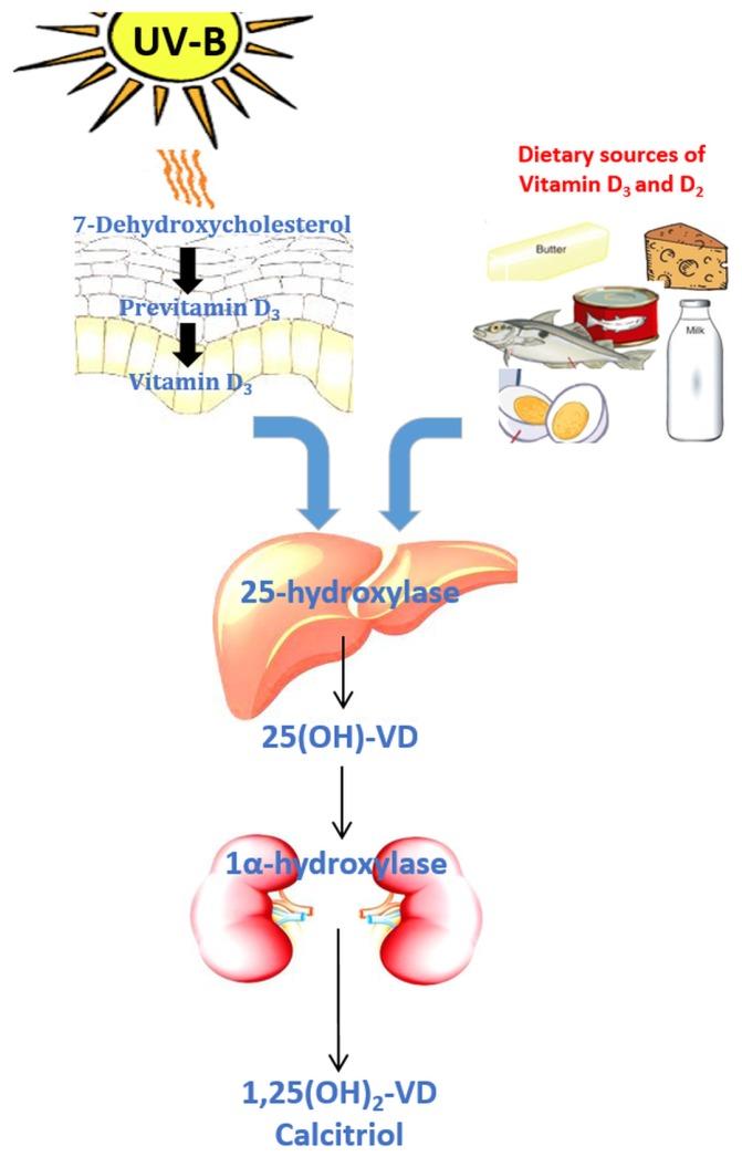 https://cdn.ncbi.nlm.nih.gov/pmc/blobs/6d84/5537771/cad179ac3e4b/nutrients-09-00651-g001.jpg