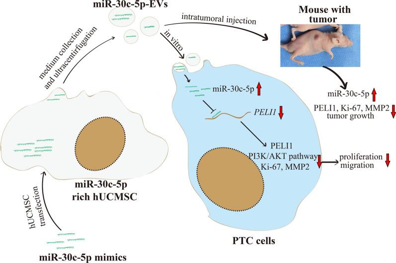 https://cdn.ncbi.nlm.nih.gov/pmc/blobs/6d88/8740468/6a39846a084d/12967_2021_3226_Fig8_HTML.jpg