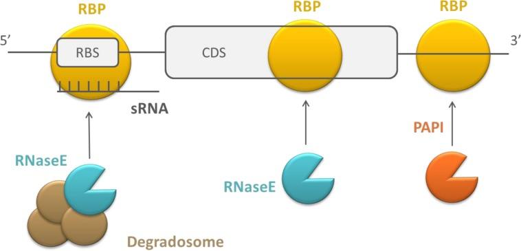 https://cdn.ncbi.nlm.nih.gov/pmc/blobs/6d8a/4347634/e1d1a2c0240a/fmicb-06-00141-g003.jpg