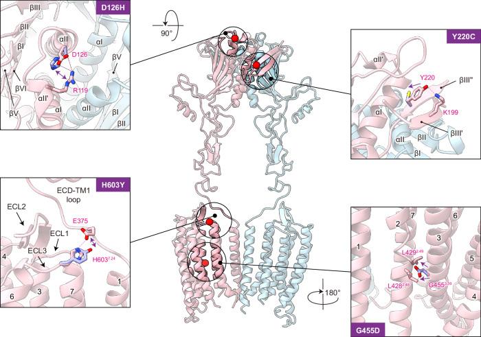 https://cdn.ncbi.nlm.nih.gov/pmc/blobs/6d8c/11437087/e4b54542cd16/41467_2024_52584_Fig5_HTML.jpg
