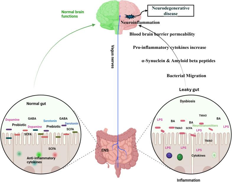 https://cdn.ncbi.nlm.nih.gov/pmc/blobs/6d8d/11493637/5cd6b2957bb0/fcimb-14-1291148-g004.jpg