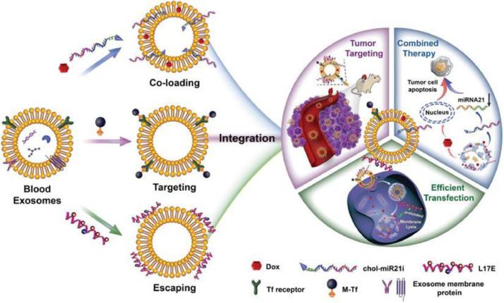 https://cdn.ncbi.nlm.nih.gov/pmc/blobs/6d90/9237599/2379a21cbef0/gr2.jpg