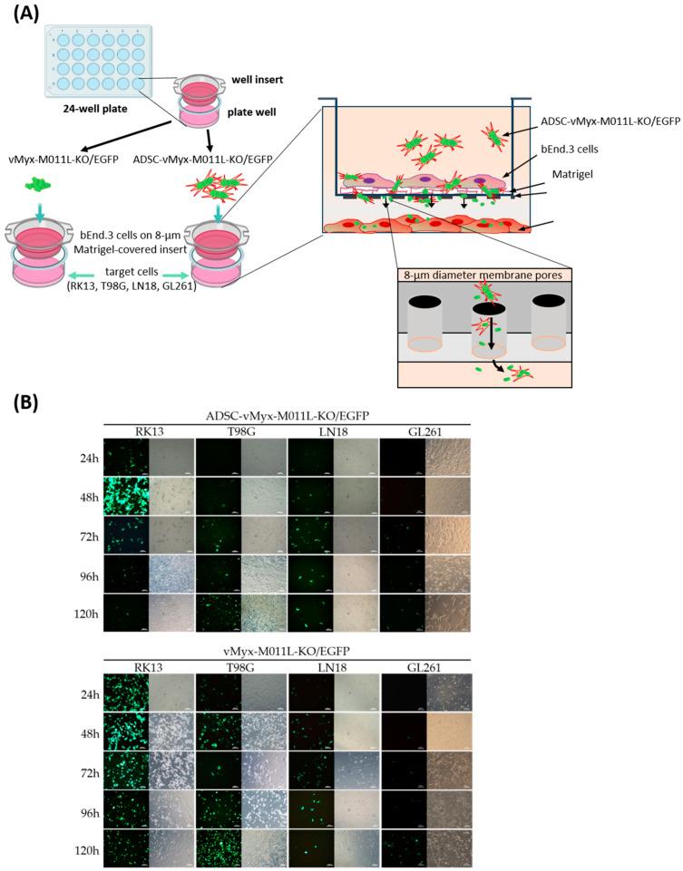 https://cdn.ncbi.nlm.nih.gov/pmc/blobs/6d91/11508294/8bd46ad61995/ijms-25-11225-g004.jpg