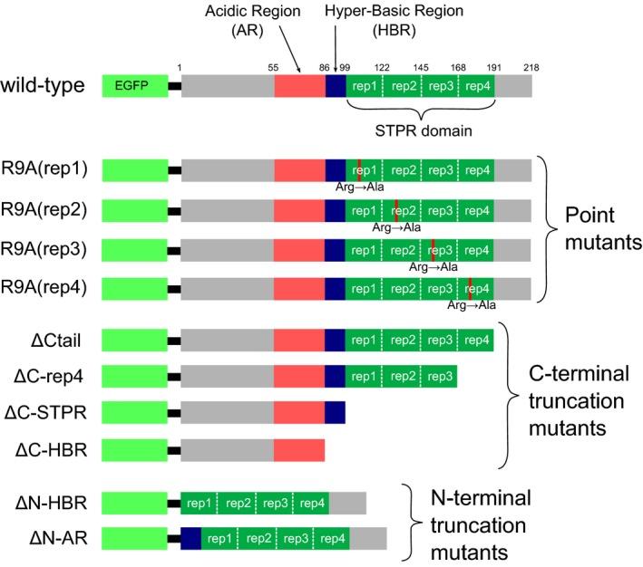 https://cdn.ncbi.nlm.nih.gov/pmc/blobs/6d92/4821344/034107d0993f/FEB4-6-106-g009.jpg