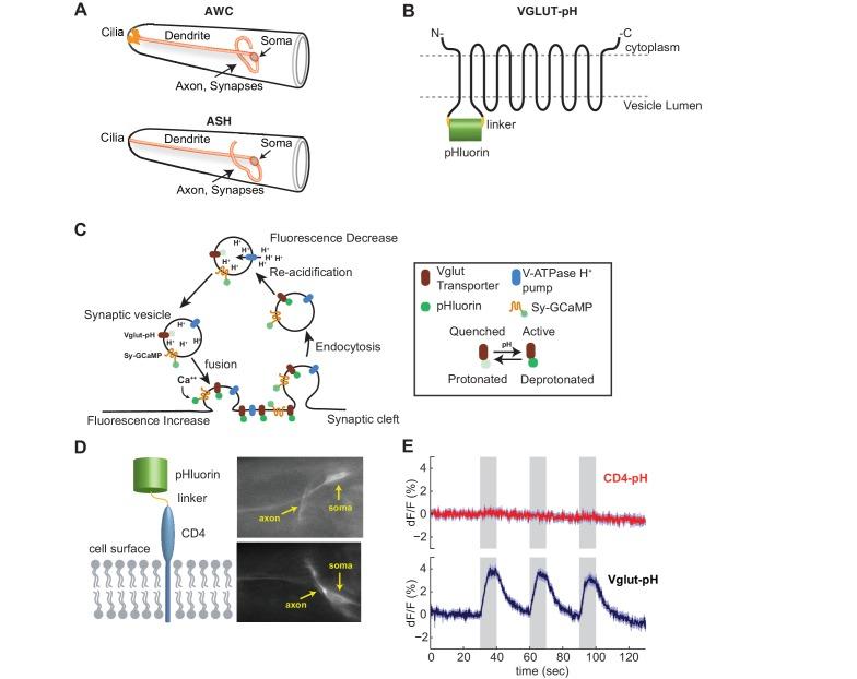 https://cdn.ncbi.nlm.nih.gov/pmc/blobs/6d93/5705214/3f2b7d912f19/elife-31234-fig1-figsupp1.jpg