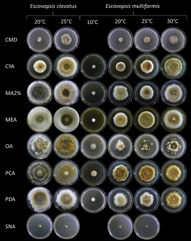 https://cdn.ncbi.nlm.nih.gov/pmc/blobs/6d93/6389644/7ba930248f30/mycokeys-46-097-g001.jpg