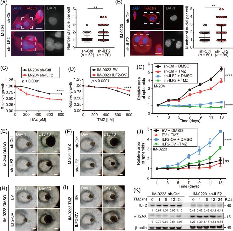 https://cdn.ncbi.nlm.nih.gov/pmc/blobs/6d93/8516365/1b747e08e029/CTM2-11-e608-g002.jpg
