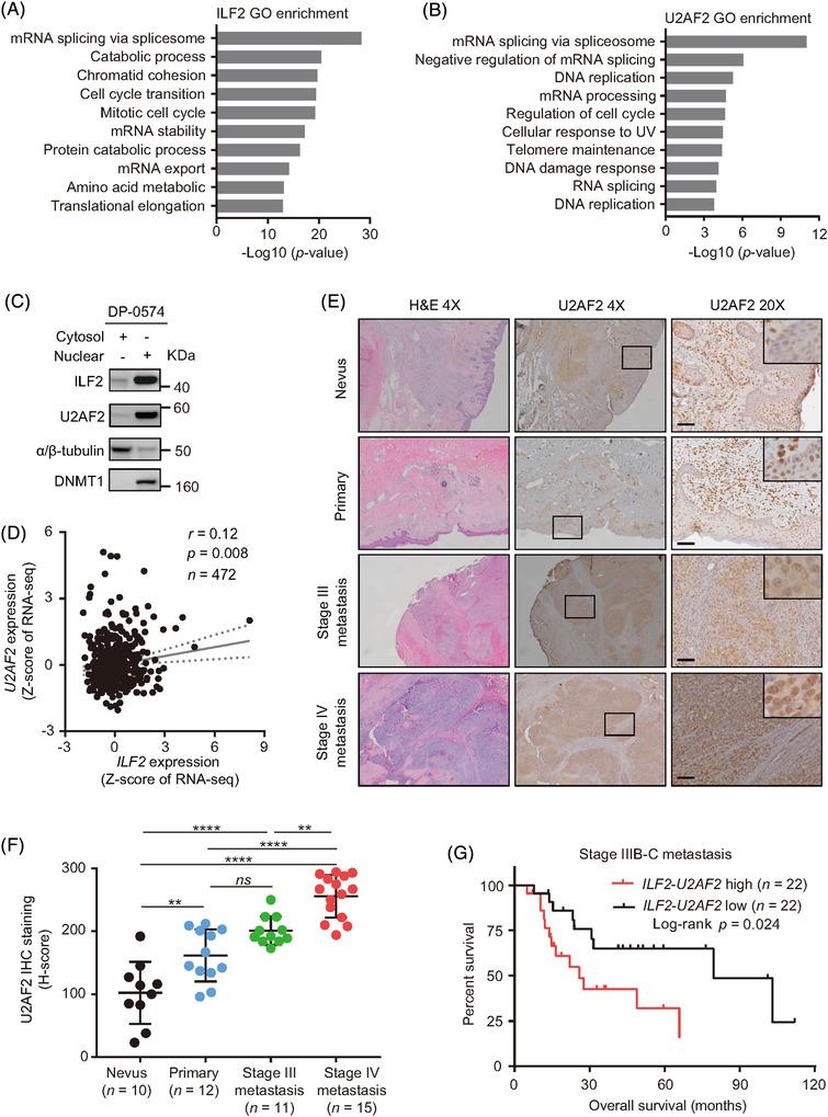 https://cdn.ncbi.nlm.nih.gov/pmc/blobs/6d93/8516365/51c3c1c8b0fa/CTM2-11-e608-g005.jpg
