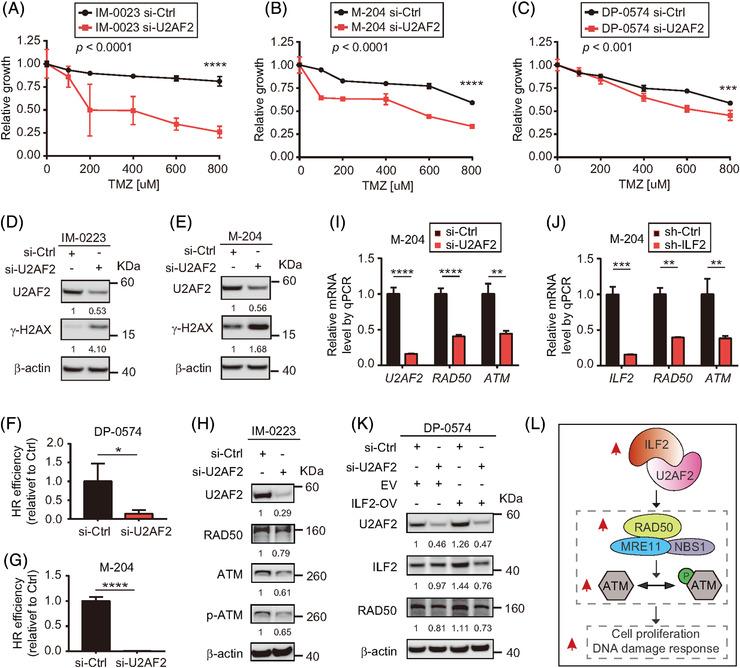 https://cdn.ncbi.nlm.nih.gov/pmc/blobs/6d93/8516365/b37056b6c720/CTM2-11-e608-g007.jpg