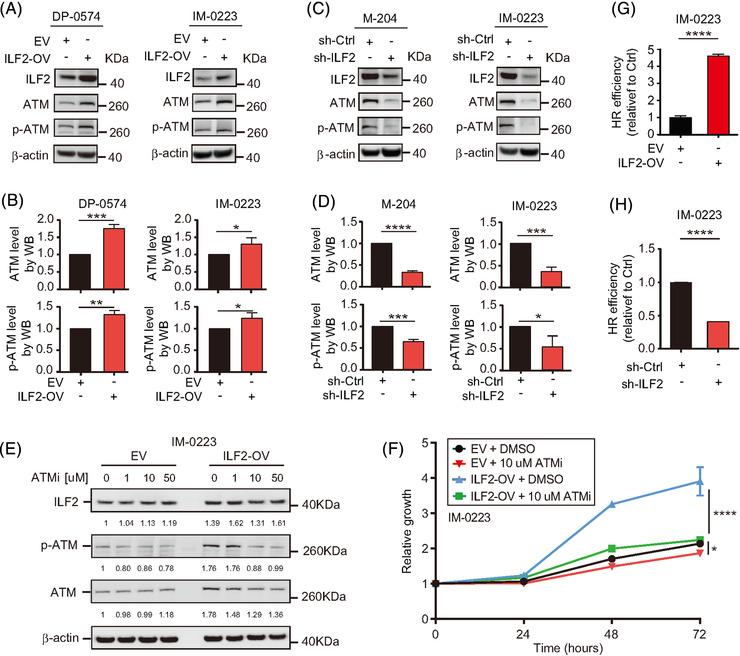 https://cdn.ncbi.nlm.nih.gov/pmc/blobs/6d93/8516365/d49b96b50332/CTM2-11-e608-g009.jpg