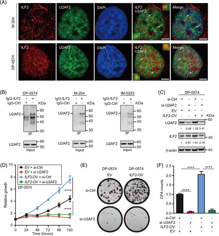 https://cdn.ncbi.nlm.nih.gov/pmc/blobs/6d93/8516365/f99b08f759dc/CTM2-11-e608-g001.jpg