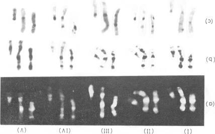 https://cdn.ncbi.nlm.nih.gov/pmc/blobs/6d94/1012665/776513b66e6e/jmedgene00293-0014-b.jpg