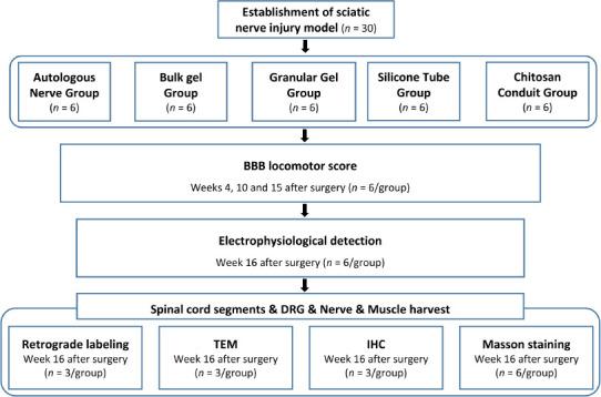 https://cdn.ncbi.nlm.nih.gov/pmc/blobs/6d98/9727441/834efb1d5805/NRR-18-657-g002.jpg