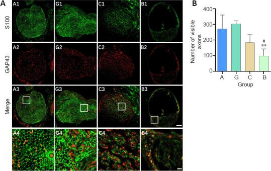 https://cdn.ncbi.nlm.nih.gov/pmc/blobs/6d98/9727441/c93f6216134e/NRR-18-657-g008.jpg