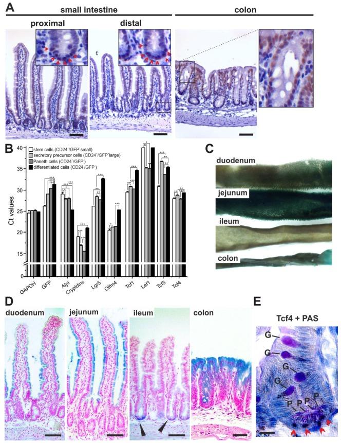 https://cdn.ncbi.nlm.nih.gov/pmc/blobs/6da1/6162433/a6f2c824dfc7/genes-09-00439-g001.jpg