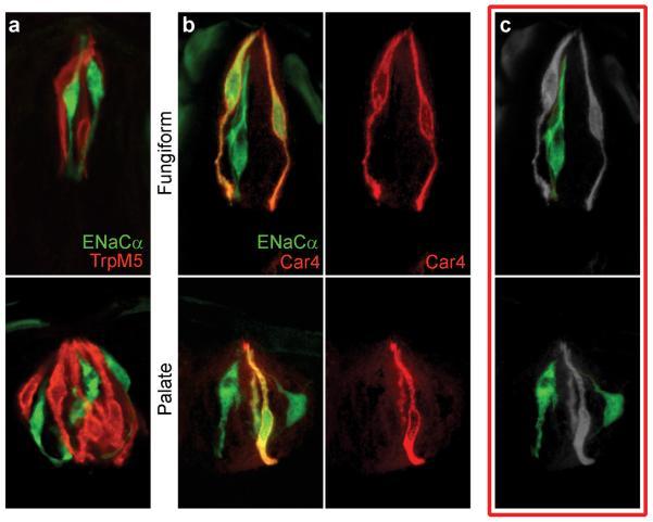 https://cdn.ncbi.nlm.nih.gov/pmc/blobs/6da5/2849629/dd834ae78244/nihms-168779-f0004.jpg