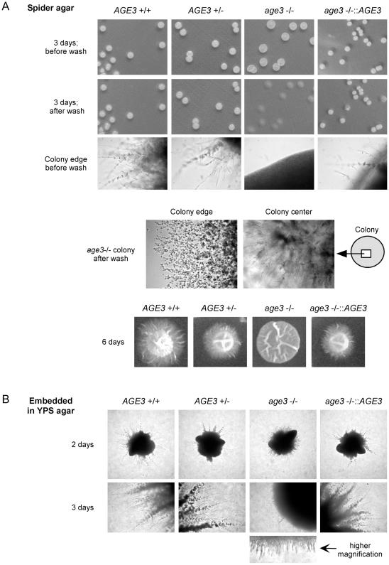 https://cdn.ncbi.nlm.nih.gov/pmc/blobs/6da6/2916835/4b6c54879bb4/pone.0011993.g005.jpg