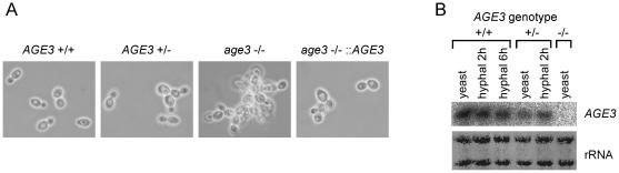 https://cdn.ncbi.nlm.nih.gov/pmc/blobs/6da6/2916835/765405b4d259/pone.0011993.g001.jpg