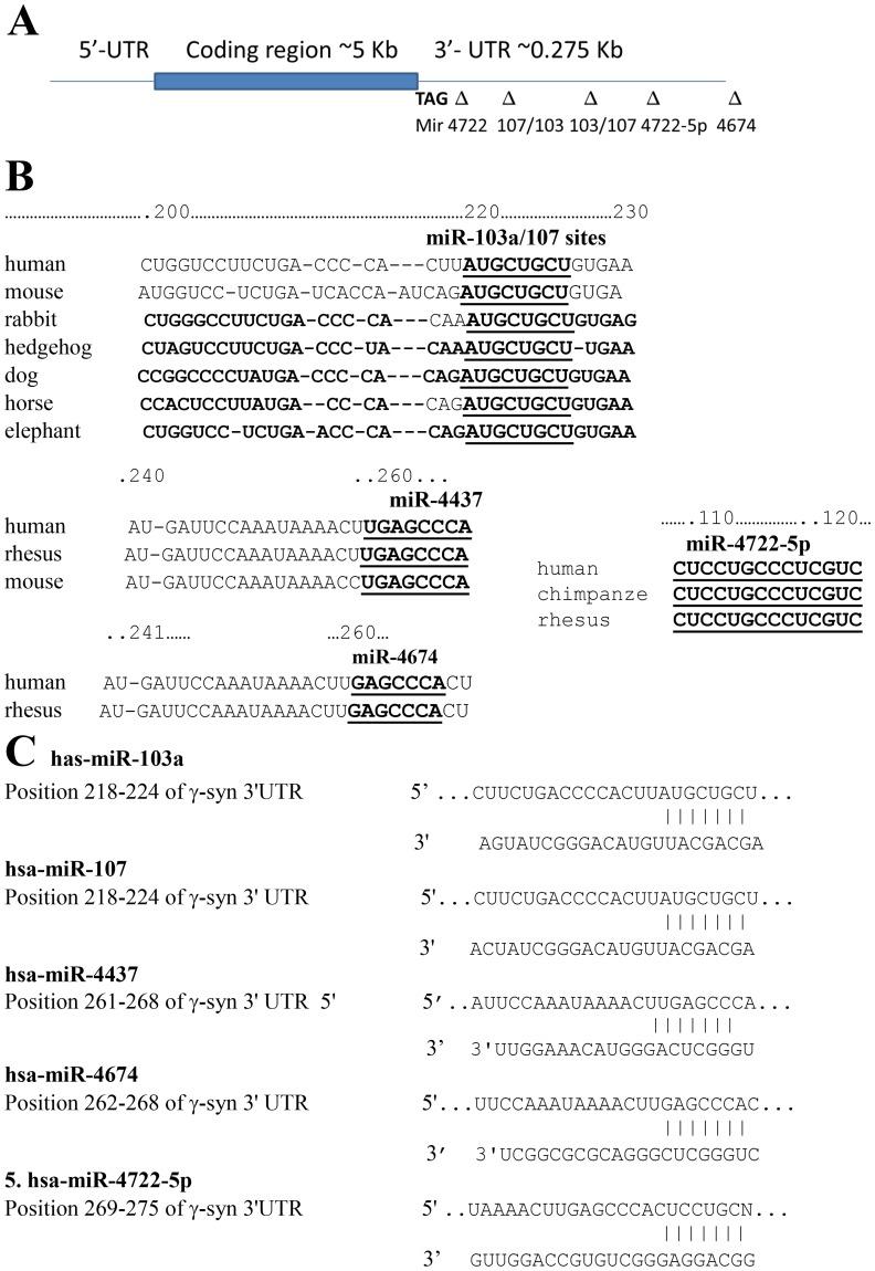 https://cdn.ncbi.nlm.nih.gov/pmc/blobs/6dab/3770685/d5876243fe9a/pone.0073786.g002.jpg