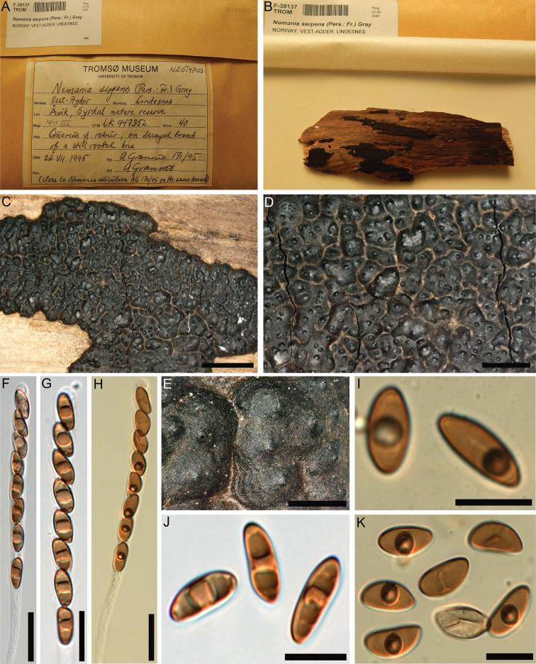 https://cdn.ncbi.nlm.nih.gov/pmc/blobs/6db0/9836441/5354c00dbfe7/mycokeys-93-081-g007.jpg