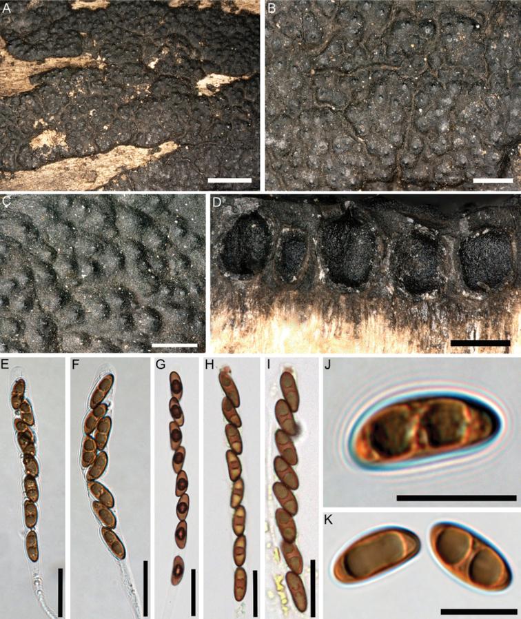 https://cdn.ncbi.nlm.nih.gov/pmc/blobs/6db0/9836441/ce4b7873b1f2/mycokeys-93-081-g005.jpg