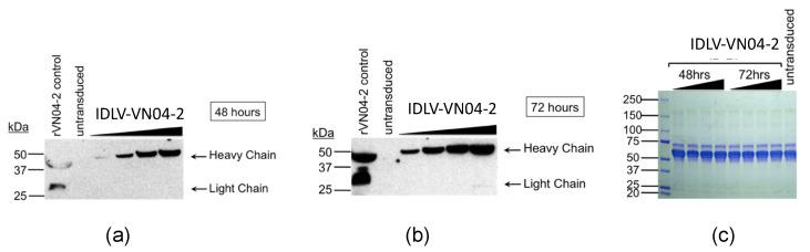https://cdn.ncbi.nlm.nih.gov/pmc/blobs/6db3/7767071/0434e1757bca/viruses-12-01460-g002.jpg