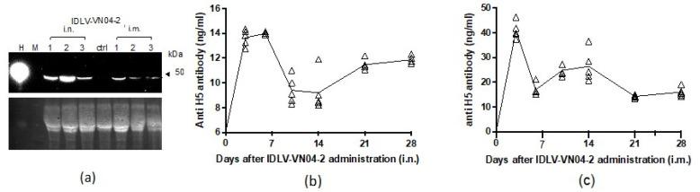 https://cdn.ncbi.nlm.nih.gov/pmc/blobs/6db3/7767071/8a3aa3cf4a81/viruses-12-01460-g004.jpg