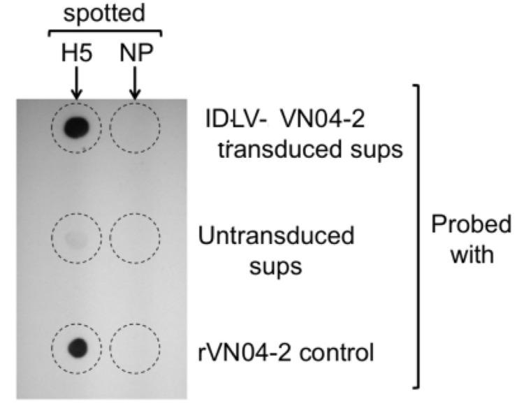 https://cdn.ncbi.nlm.nih.gov/pmc/blobs/6db3/7767071/962768f1d709/viruses-12-01460-g003.jpg