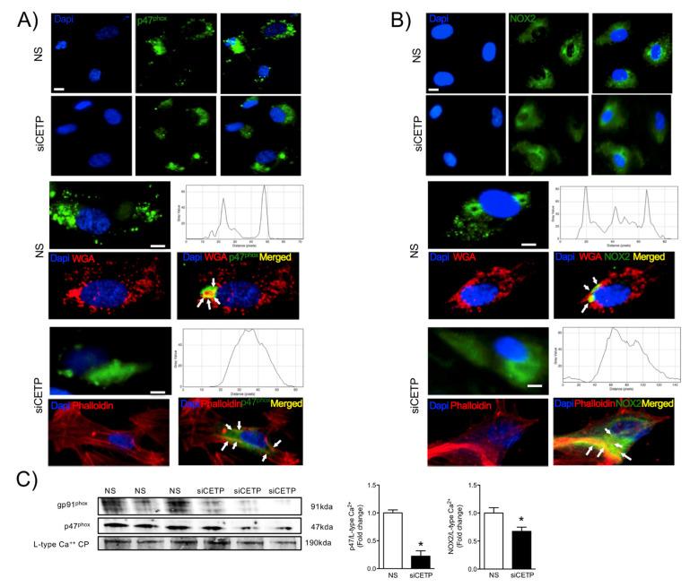 https://cdn.ncbi.nlm.nih.gov/pmc/blobs/6db3/7825632/2b13f7e1a439/biomolecules-11-00069-g004.jpg