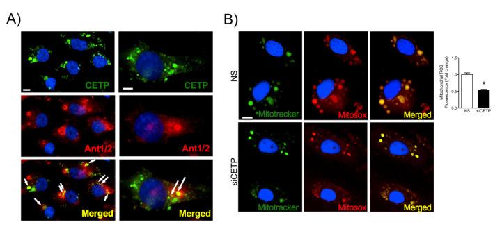 https://cdn.ncbi.nlm.nih.gov/pmc/blobs/6db3/7825632/6c7882761b5e/biomolecules-11-00069-g005.jpg