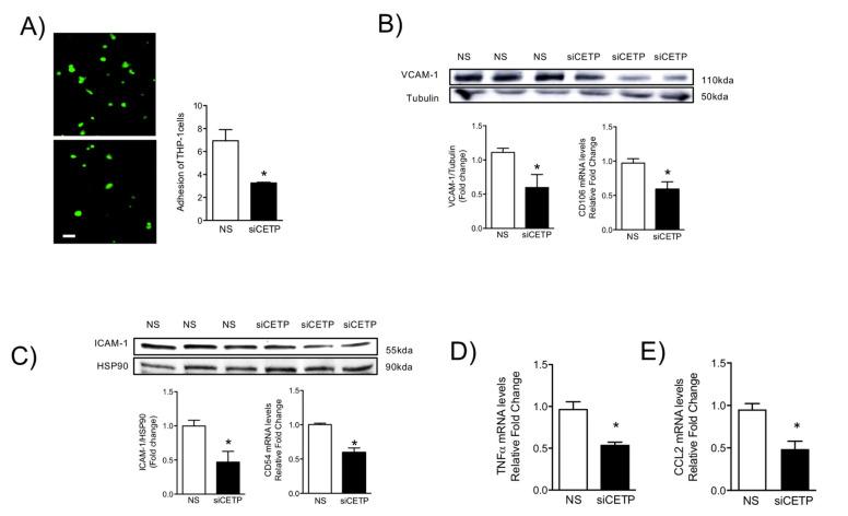 https://cdn.ncbi.nlm.nih.gov/pmc/blobs/6db3/7825632/ad58cd4f9b99/biomolecules-11-00069-g007.jpg