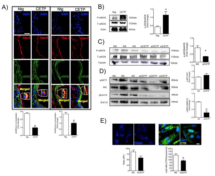 https://cdn.ncbi.nlm.nih.gov/pmc/blobs/6db3/7825632/cda74867d608/biomolecules-11-00069-g002.jpg