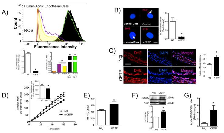 https://cdn.ncbi.nlm.nih.gov/pmc/blobs/6db3/7825632/e601e60eb597/biomolecules-11-00069-g003.jpg