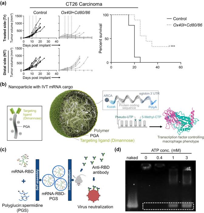 https://cdn.ncbi.nlm.nih.gov/pmc/blobs/6db6/8891745/092e0a5f79e4/13206_2022_52_Fig4_HTML.jpg