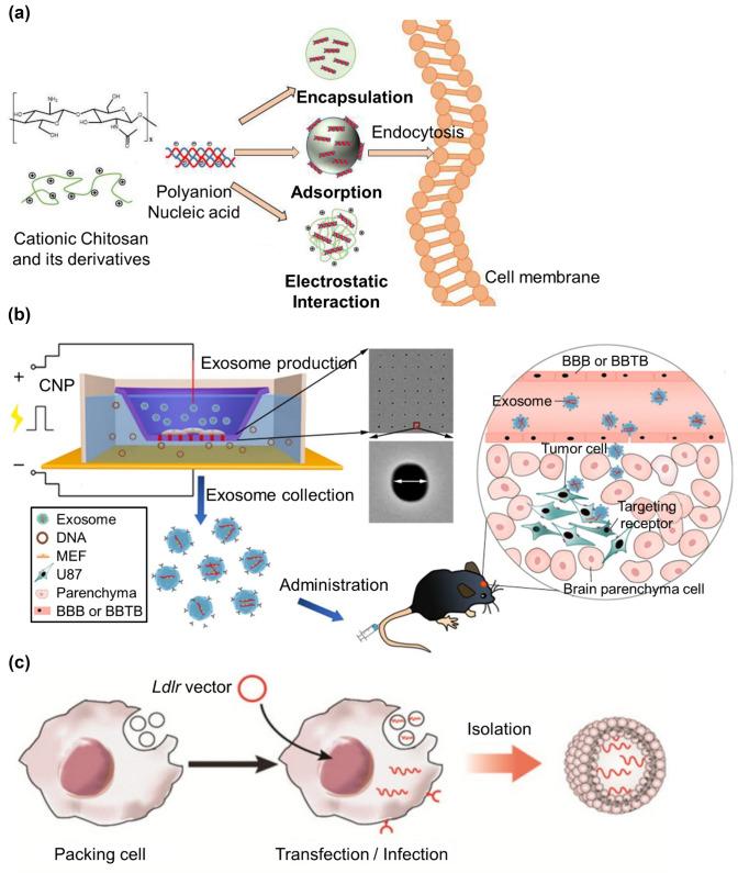 https://cdn.ncbi.nlm.nih.gov/pmc/blobs/6db6/8891745/0d755f370716/13206_2022_52_Fig2_HTML.jpg