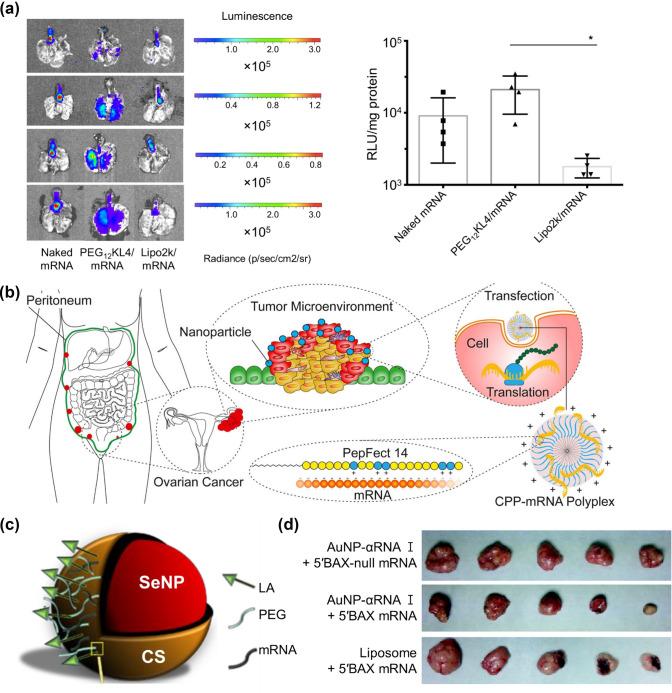 https://cdn.ncbi.nlm.nih.gov/pmc/blobs/6db6/8891745/dfe0f11f2e92/13206_2022_52_Fig5_HTML.jpg