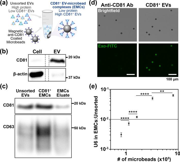 https://cdn.ncbi.nlm.nih.gov/pmc/blobs/6db7/11580418/f4b995a6f143/12938_2024_1311_Fig2_HTML.jpg