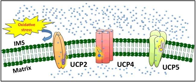 https://cdn.ncbi.nlm.nih.gov/pmc/blobs/6db7/4708943/345871889095/bsr035e226fig7.jpg
