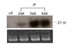 https://cdn.ncbi.nlm.nih.gov/pmc/blobs/6db8/3055823/5361a4de8b38/1471-2229-11-36-7.jpg