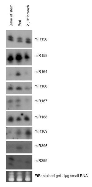 https://cdn.ncbi.nlm.nih.gov/pmc/blobs/6db8/3055823/e00b5da1f22d/1471-2229-11-36-5.jpg