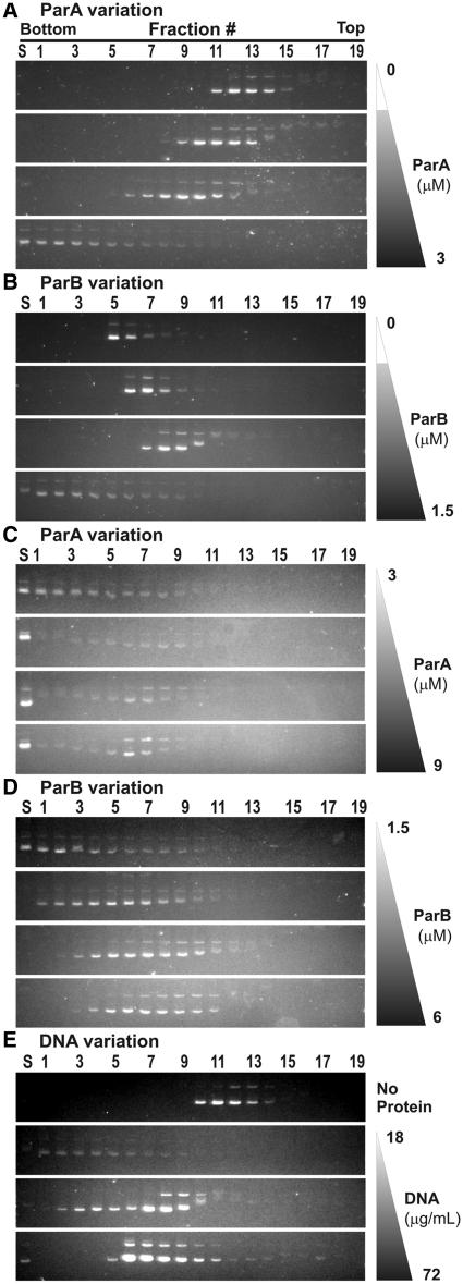 https://cdn.ncbi.nlm.nih.gov/pmc/blobs/6db8/3258138/69ce8978752e/gkr747f6.jpg