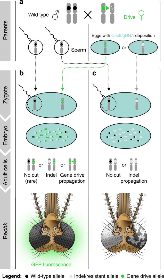 https://cdn.ncbi.nlm.nih.gov/pmc/blobs/6dba/7609566/2b3685136483/41467_2020_19426_Fig4_HTML.jpg
