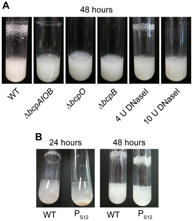 https://cdn.ncbi.nlm.nih.gov/pmc/blobs/6dc2/3415462/5e8f2c050910/pgen.1002877.g005.jpg
