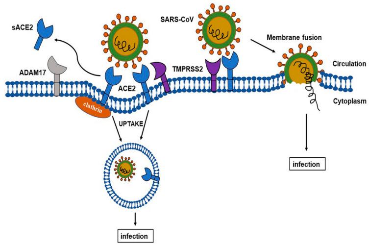https://cdn.ncbi.nlm.nih.gov/pmc/blobs/6dc4/8269184/1468f62463f6/ijms-22-06703-g001.jpg