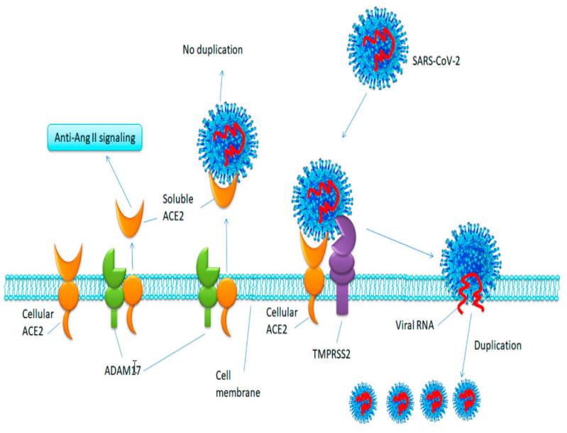 https://cdn.ncbi.nlm.nih.gov/pmc/blobs/6dc4/8269184/b6b21e8d9b16/ijms-22-06703-g004.jpg