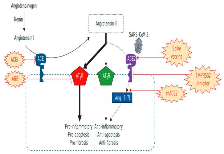 https://cdn.ncbi.nlm.nih.gov/pmc/blobs/6dc4/8269184/c38bca3c33da/ijms-22-06703-g005.jpg