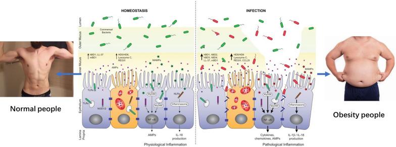https://cdn.ncbi.nlm.nih.gov/pmc/blobs/6dc4/8276426/9a22aadfb4c7/13098_2021_697_Fig2_HTML.jpg