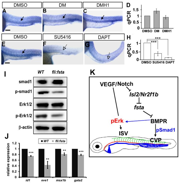 https://cdn.ncbi.nlm.nih.gov/pmc/blobs/6dca/9220758/307c56161f30/biomedicines-10-01261-g007.jpg